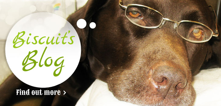 Biscuit's Blog