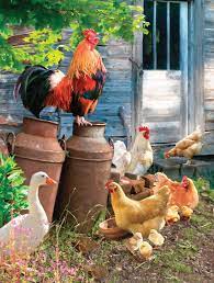 SunsOut Puzzle - #42203 Hens Run - 1000pc Jigsaw Puzzle