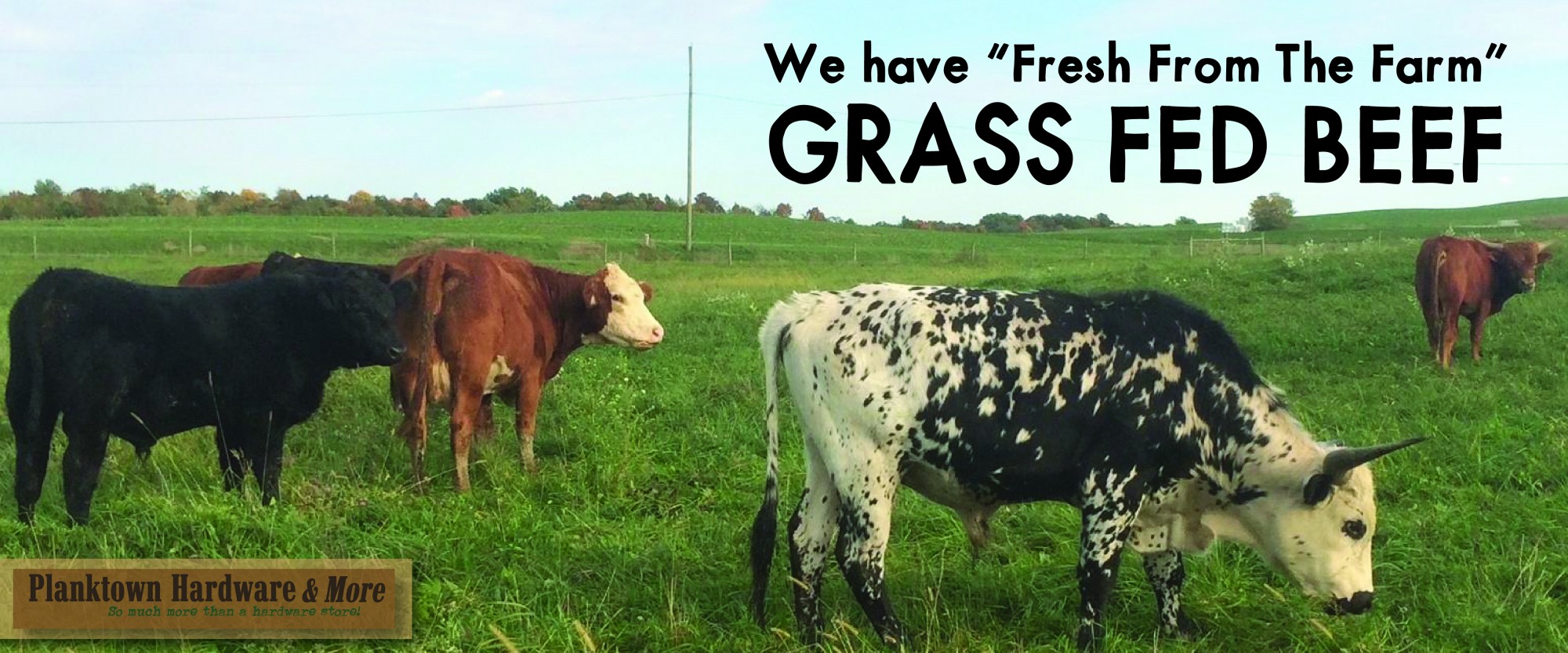 Grass Fed Beef